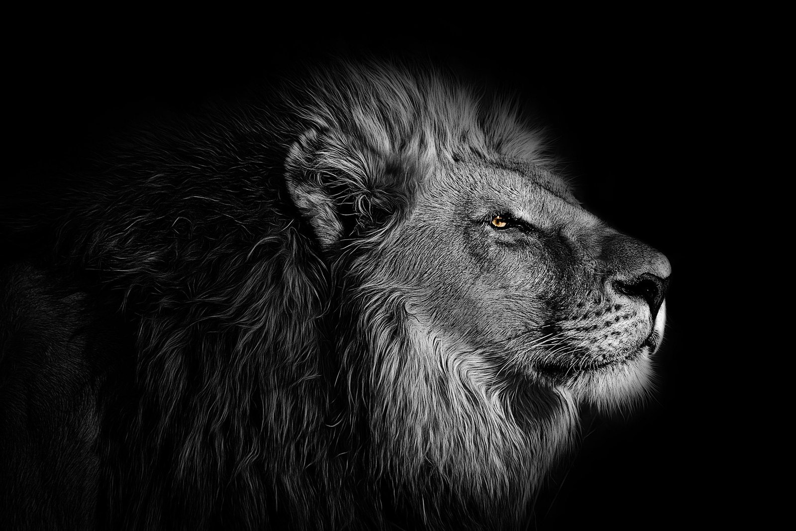 Lion during a Tanzania safari