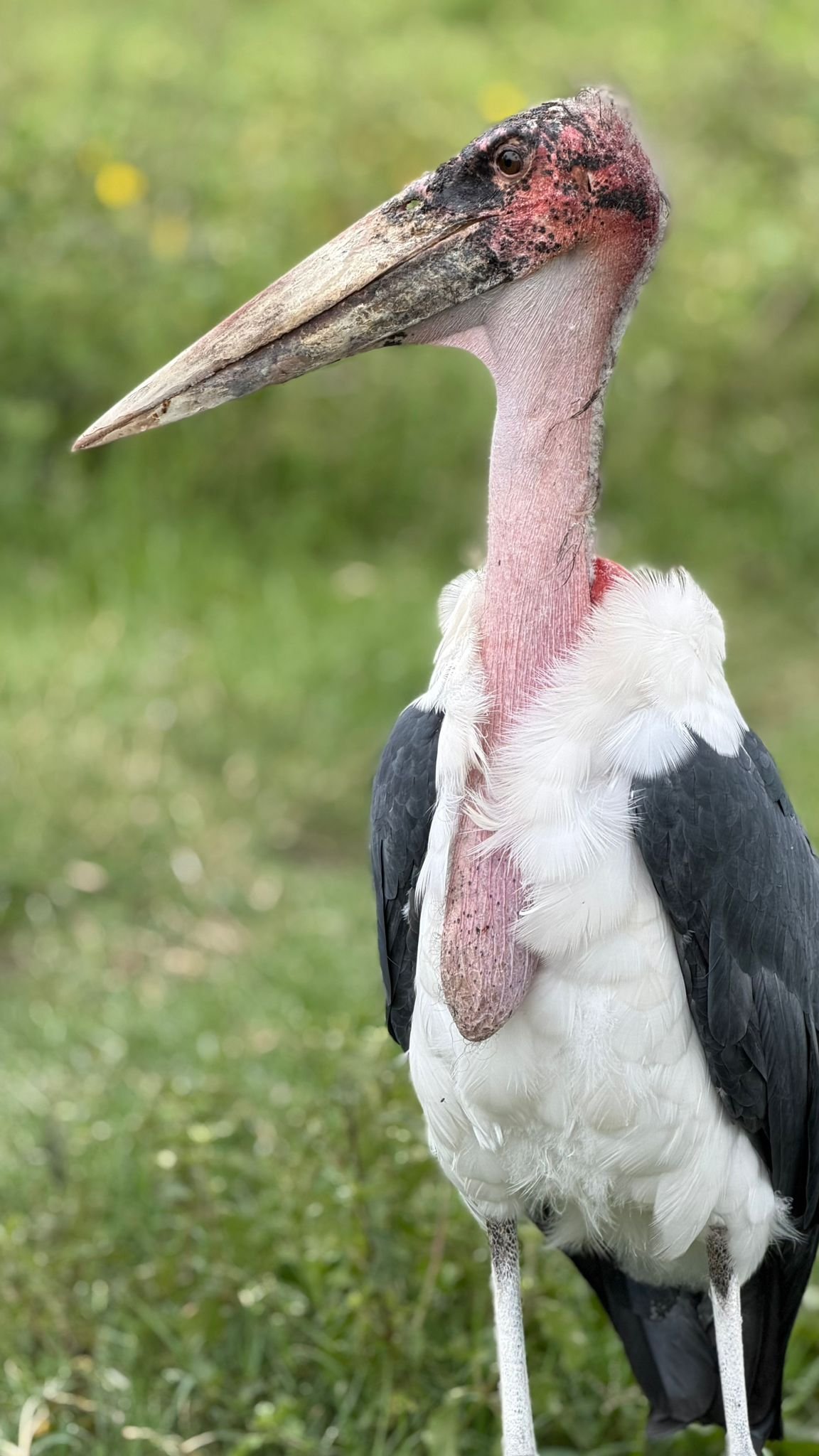Wildlife bird in Tanzania