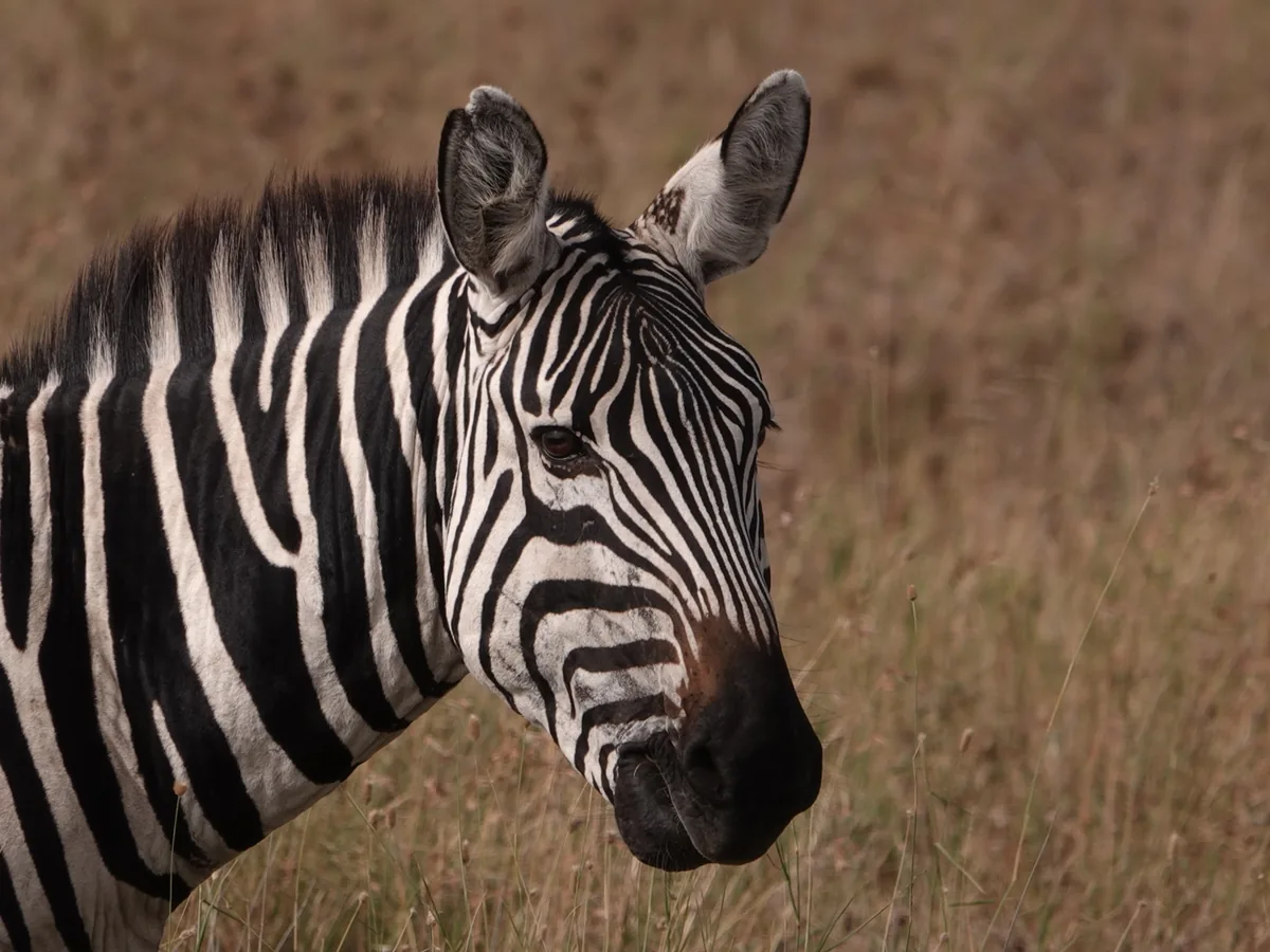 Tanzania Day Trips