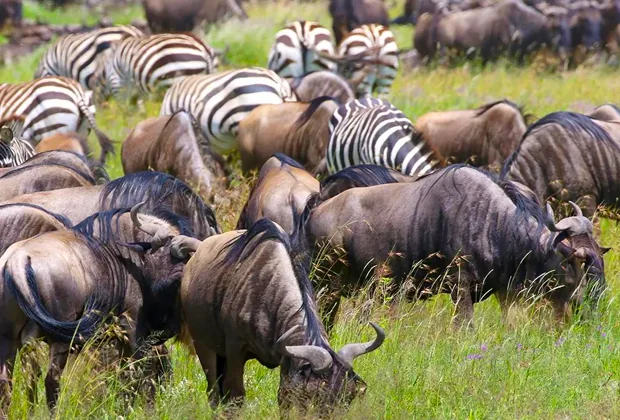 Great Migration Safari in Serengeti