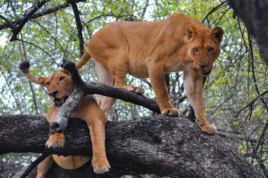 Lake Manyara Tanzania