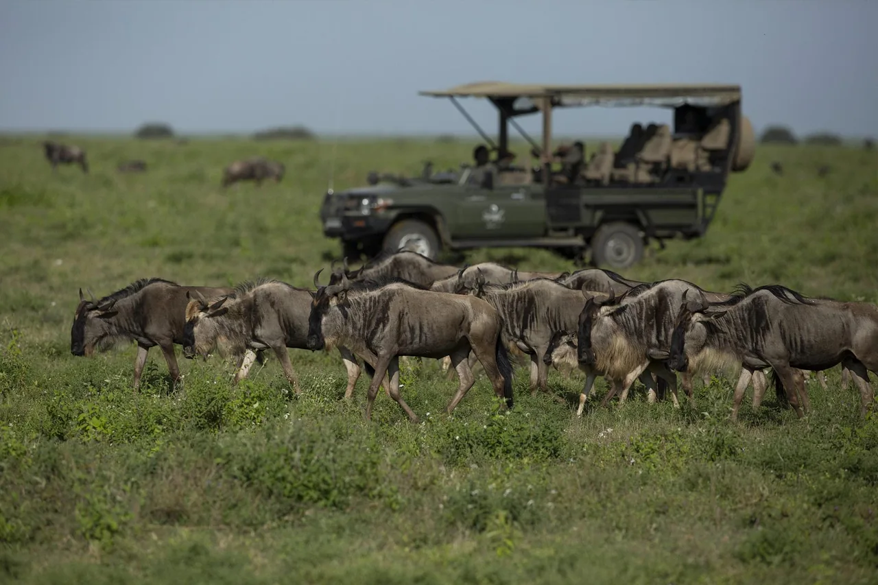 Serengeti National Park Tanzania