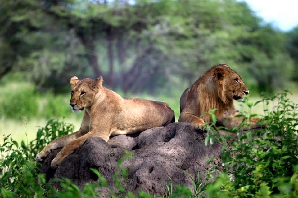 Tanzania Safari Packages With Flexible Dates And Itineraries 2026-2027