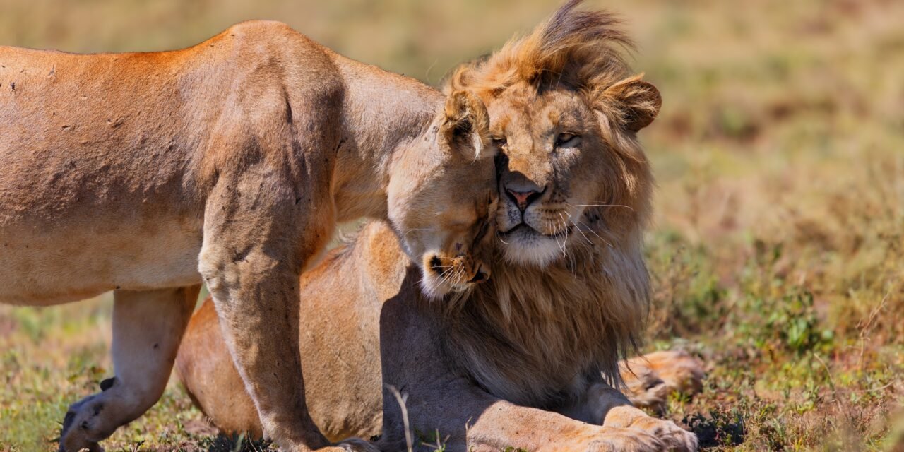 Tanzania Safari Holiday Packages With Airport Pickup And Transfers ( Planning