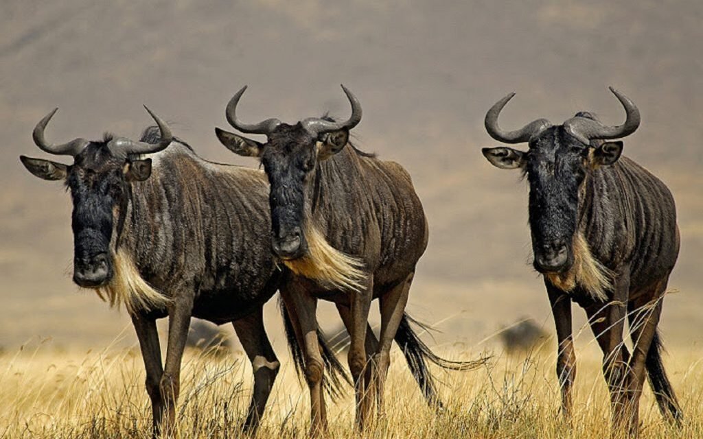 Can Solo Travelers Join A 3 Day Serengeti Safari? 2026-2027