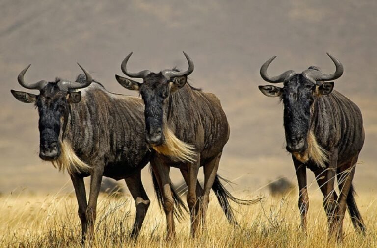 Can Solo Travelers Join a 3 Day Serengeti Safari?