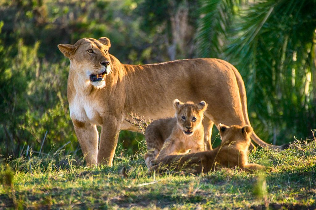 Book Tanzania Safari Packages With Local Experts 2026-2027