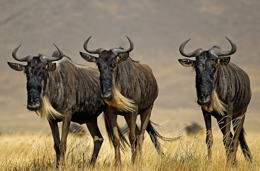 Are Tanzania Safari Prices Cheaper When Booking With Local Operators? Price