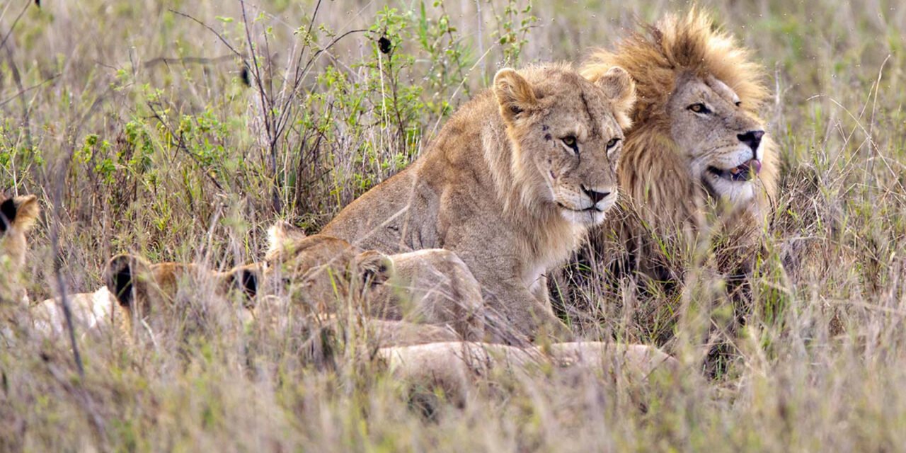 Best Tanzania Safari Packages For Wildlife And Cultural Experiences 2026-2027