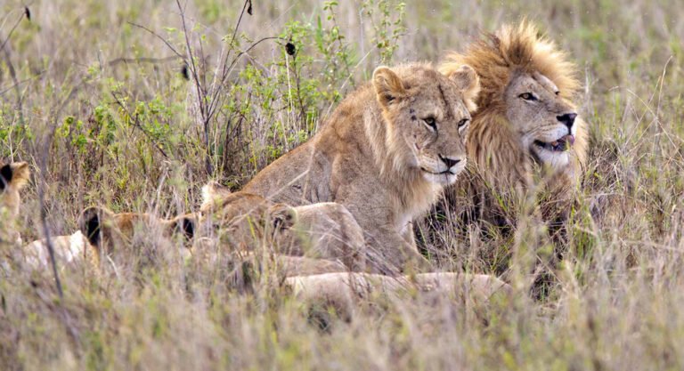 Best Value Tanzania Safari Holidays with Full Board Accommodation