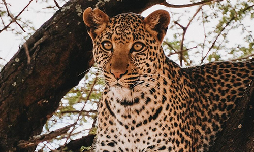 Can I Do a Tanzania Safari for Under $1,500 Per Person?