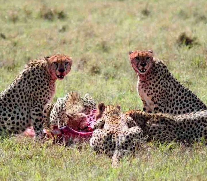 Tanzania Safari Tours With Accommodation And Park Fees 2026-2027