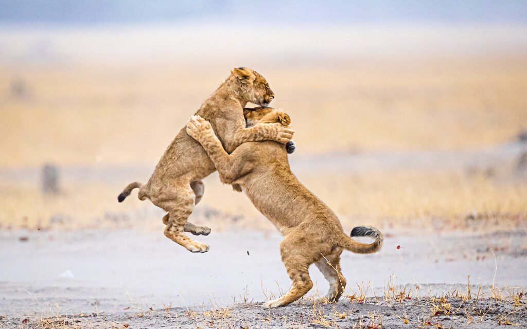 Tanzania Safari Tours With Accommodation And Park Fees 2026-2027