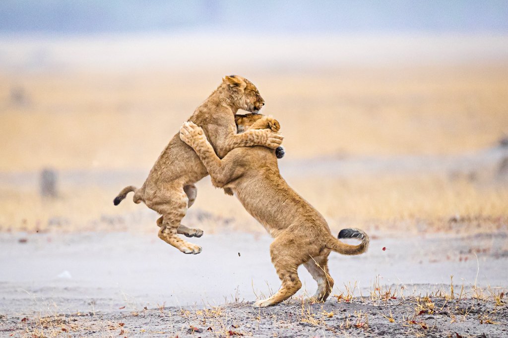 Private Vs Group Joining Tanzania Safari Cost Comparison 2026-2027