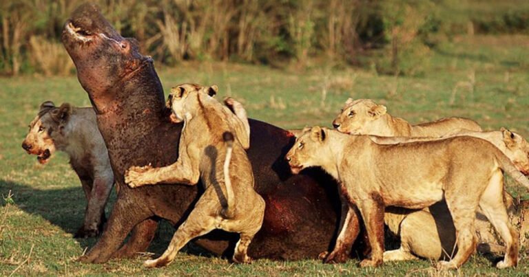 Tanzania Group Joining Safari Tours with Airport Pickup