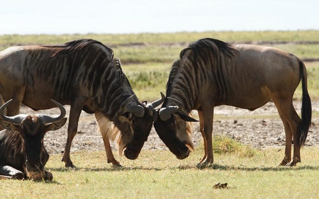 How Much Does A Tanzania Safari Cost Per Person In ? 2026-2027
