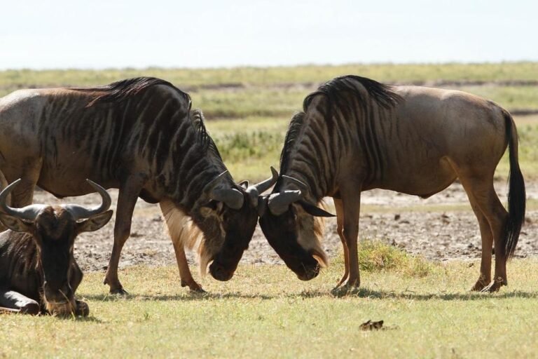 How Much Does a Tanzania Safari Cost Per Person in 2027?