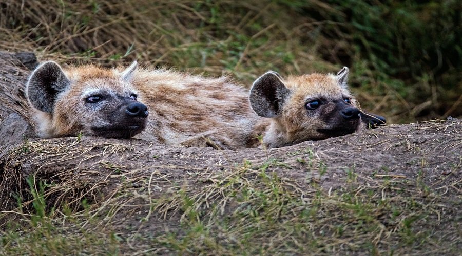 Tanzania All-Inclusive Safari, Serengeti & Ngorongoro Packages, Prices And