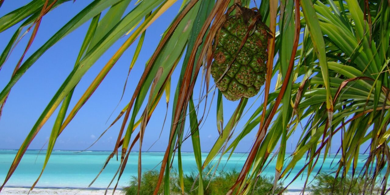 Mnemba Island Snorkeling Tour From Matemwe Zanzibar: Your Ultimate Marine