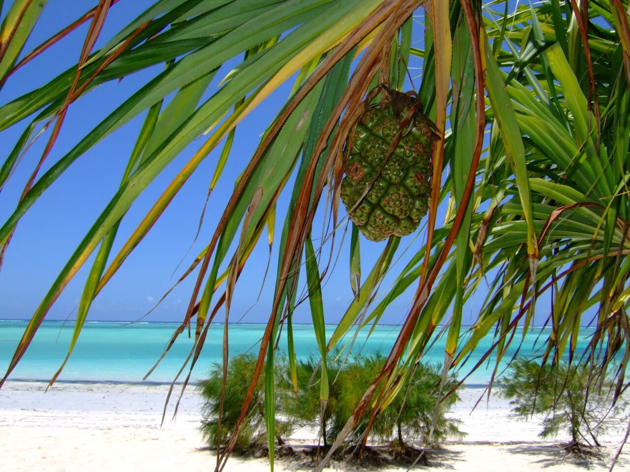 5 Day Kendwa Beach Holiday Package Zanzibar : Your Ultimate Island Escape