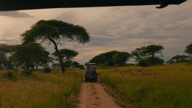 Tanzania Safari On A Budget Affordable Packages 2026-2027