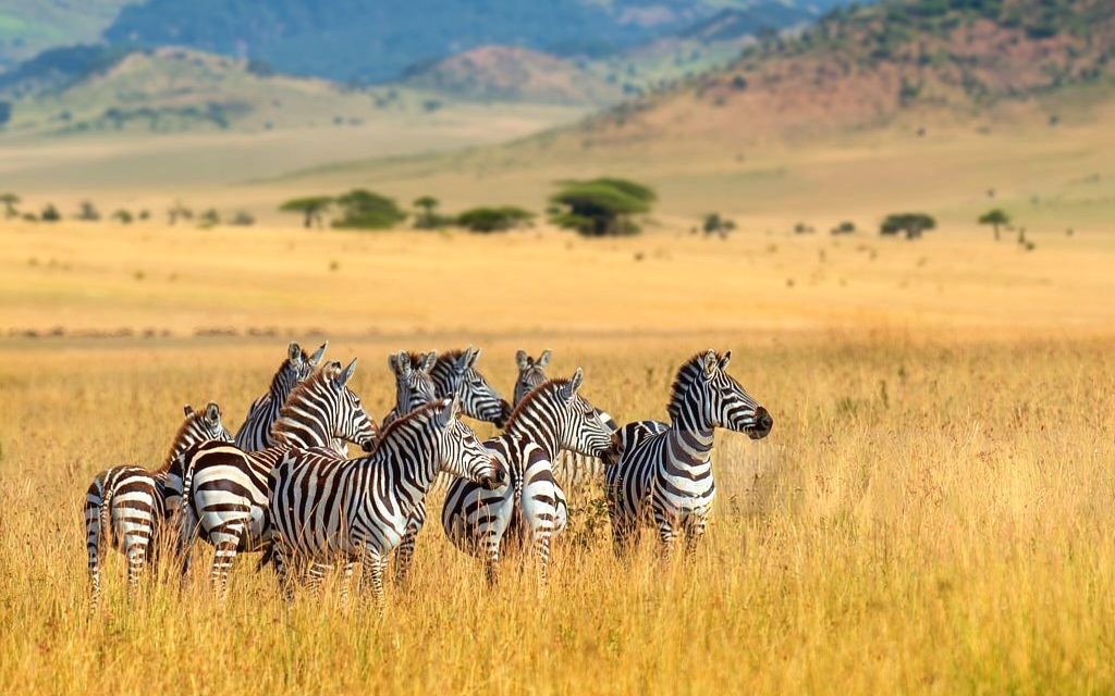 When Does The Wildebeest Calving Season Start In Ndutu? 2026-2027