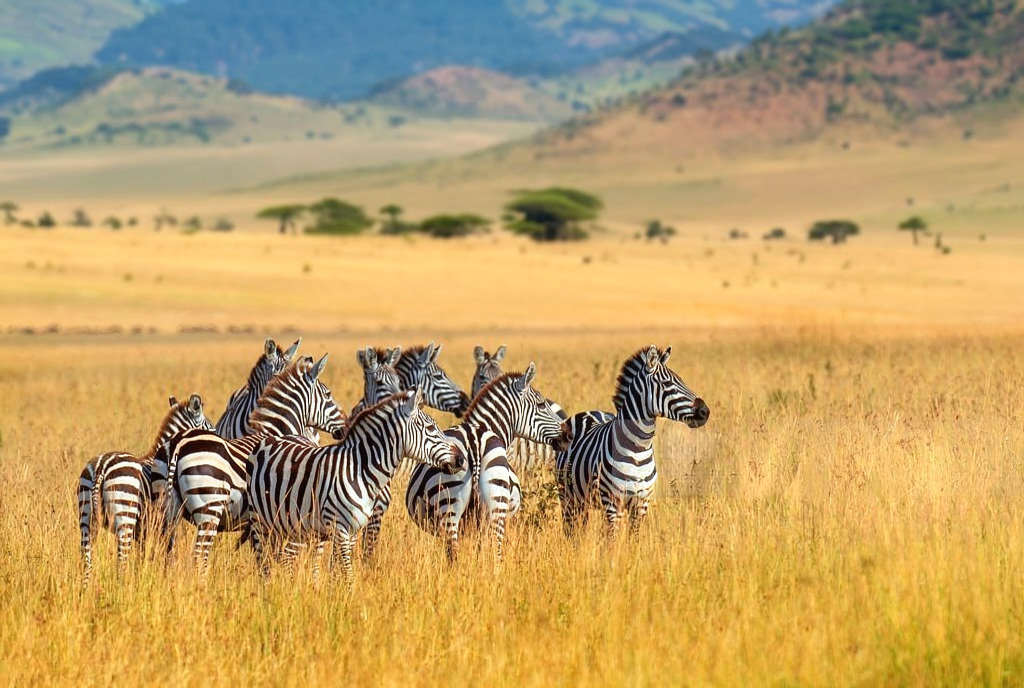 What Is Included In A Ngorongoro Crater Safari Package? 2026-2027