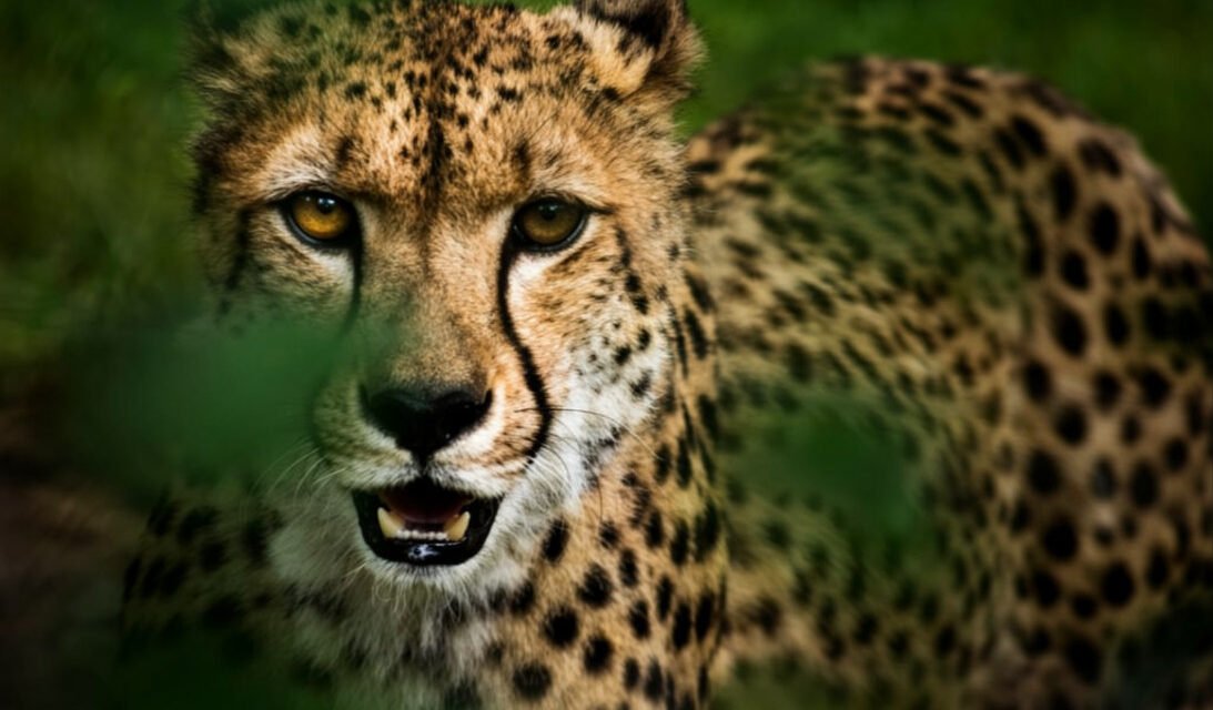Best 2 Day Tarangire and Ngorongoro Crater Safari from Moshi 2026-2027