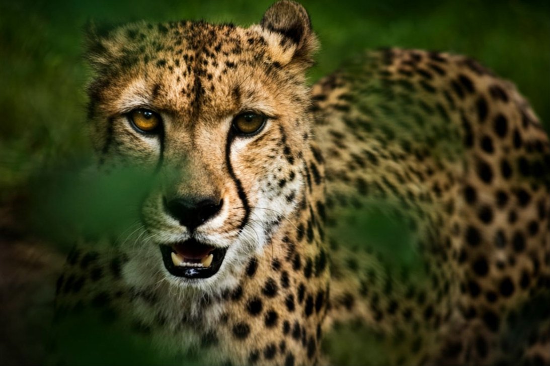 Best 2 Day Tarangire and Ngorongoro Crater Safari from Moshi 2026-2027