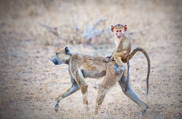 Tanzania Safari For Solo Travelers: Group Joining Serengeti Tours & Daily