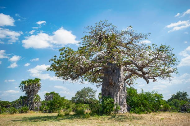 Best Arusha National Park Safari Tours And Wildlife Experiences For 2026-2027