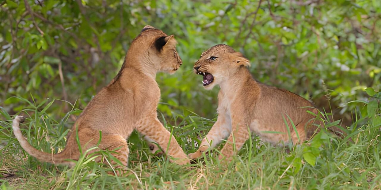 2 Day Tanzania Group Joining Safari with Camping 2026-2027
