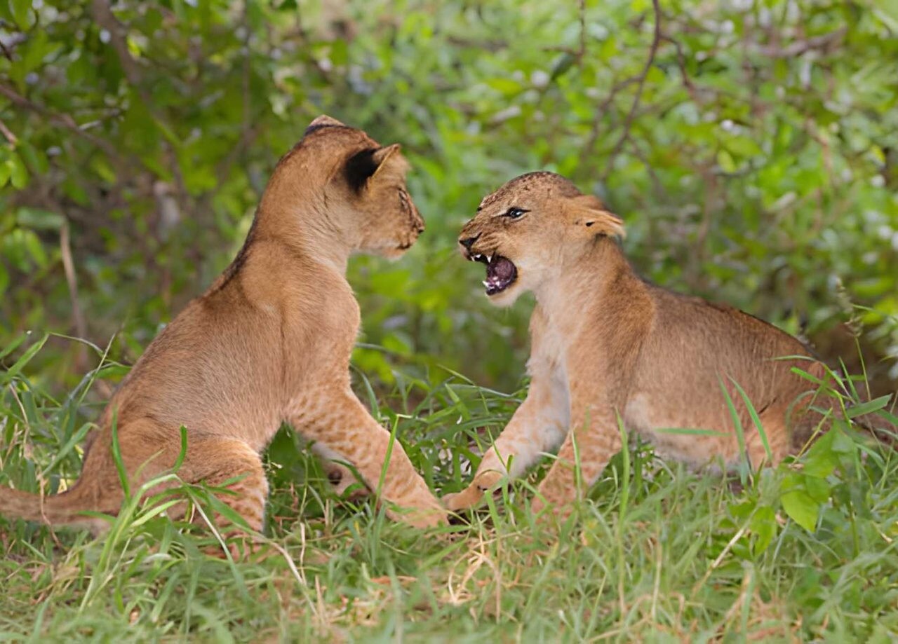 2 Day Tanzania Group Joining Safari with Camping 2026-2027
