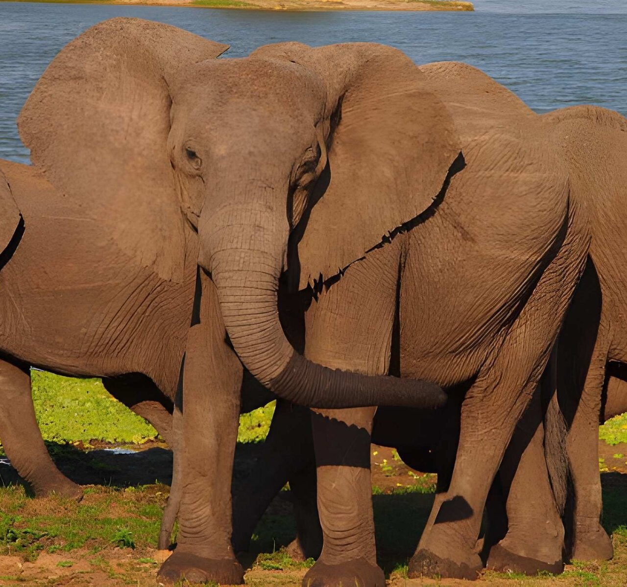 Best 4 Day Tanzania Wildlife Safari from Moshi with Prices 2026-2027