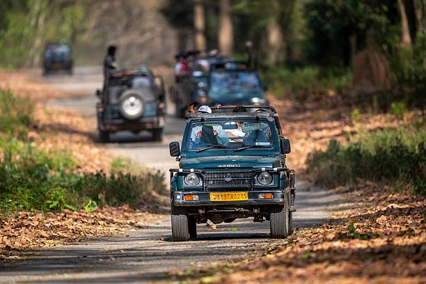 Arusha National Park Game Drive And Walking Safari Day Tour: Your Ultimate