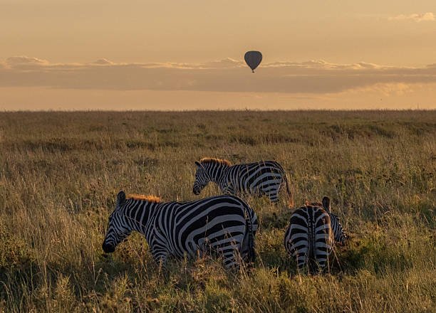 Best Private Tarangire Safari Tours for Wildlife Photographers