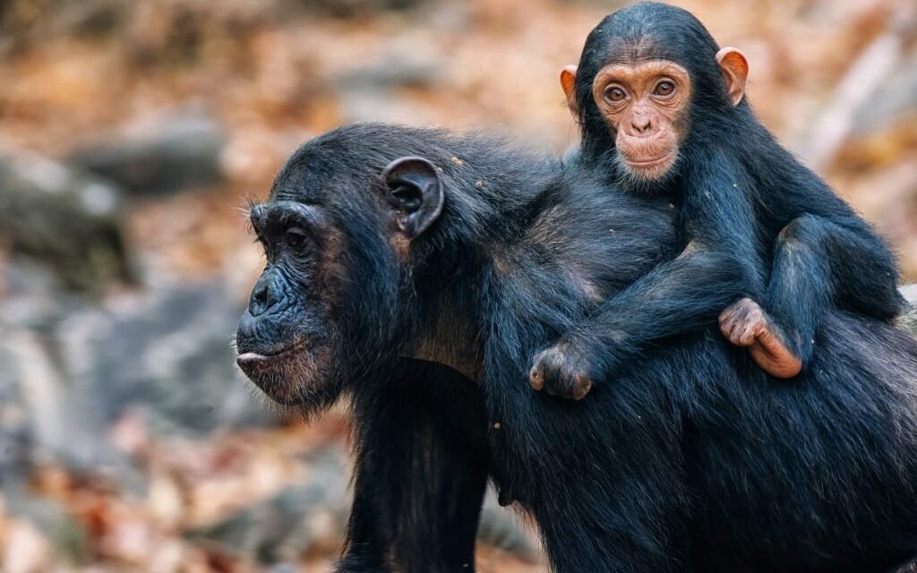 Gombe Stream National Park Bird Watching And Forest Tour | Top Guide