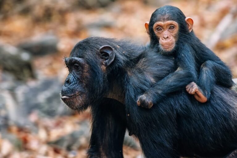 Gombe Stream National Park Bird Watching and Forest Tour