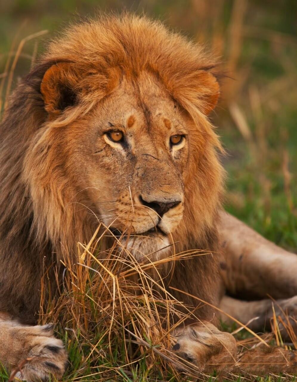 Best 3 Day Serengeti and Ngorongoro Safari from Moshi 2026-2027