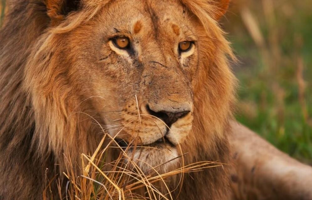 Best 3 Day Serengeti and Ngorongoro Safari from Moshi 2026-2027