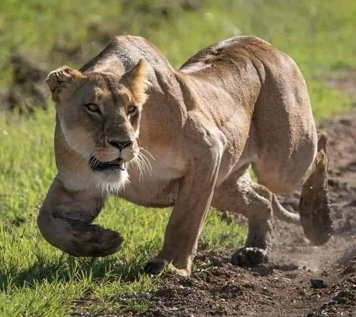 Can I Start A Safari Immediately After Landing At Kilimanjaro Airport?