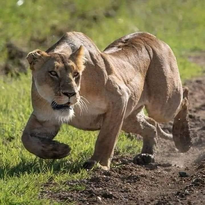 Can I Start a Safari Immediately After Landing at Kilimanjaro Airport?