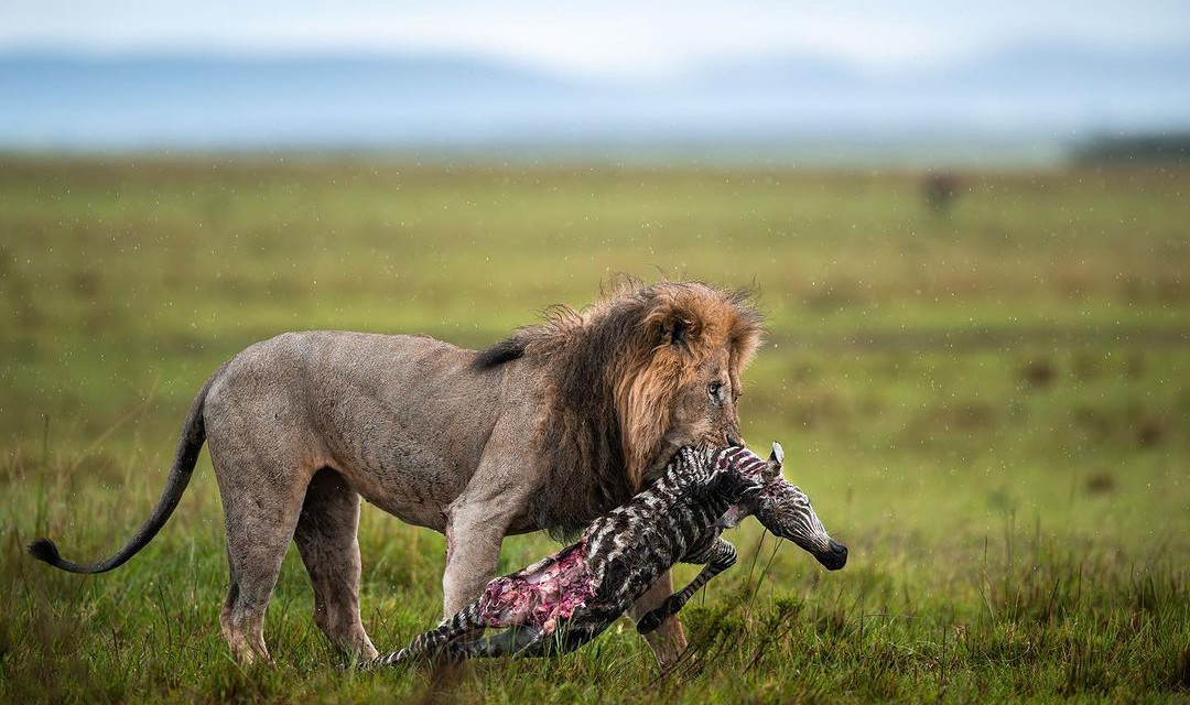 Tanzania Safari Packages Ending With A Flight To Zanzibar: Your Ultimate Guide