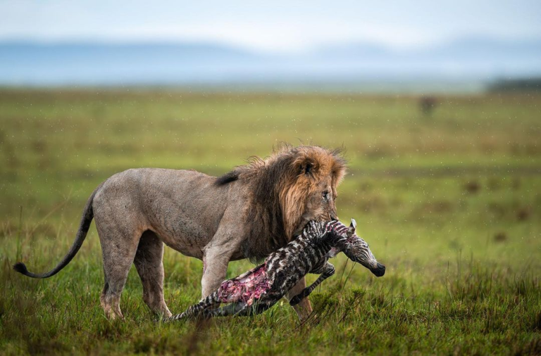 Tanzania Safari Packages Ending with a Flight to Zanzibar