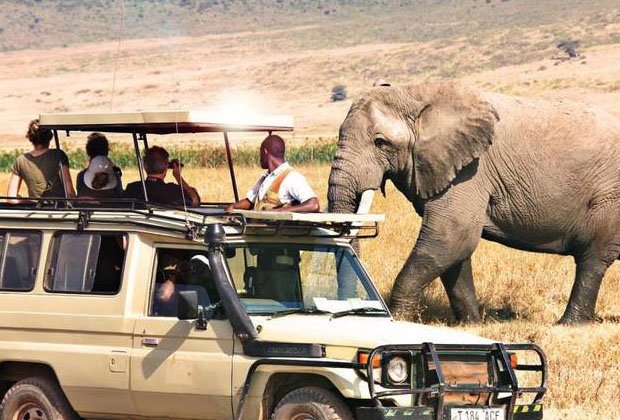 Best Time to Visit Tarangire National Park for Elephant Sightings