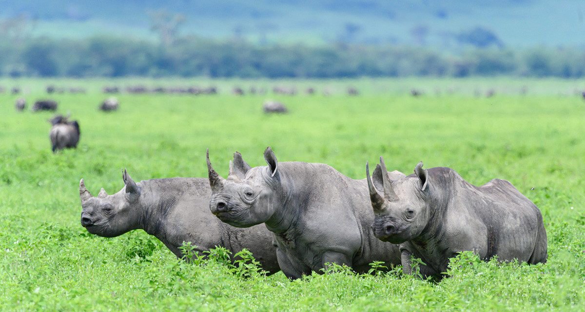 Ngorongoro Crater Safari With Private 4X4 Land Cruiser 2026-2027
