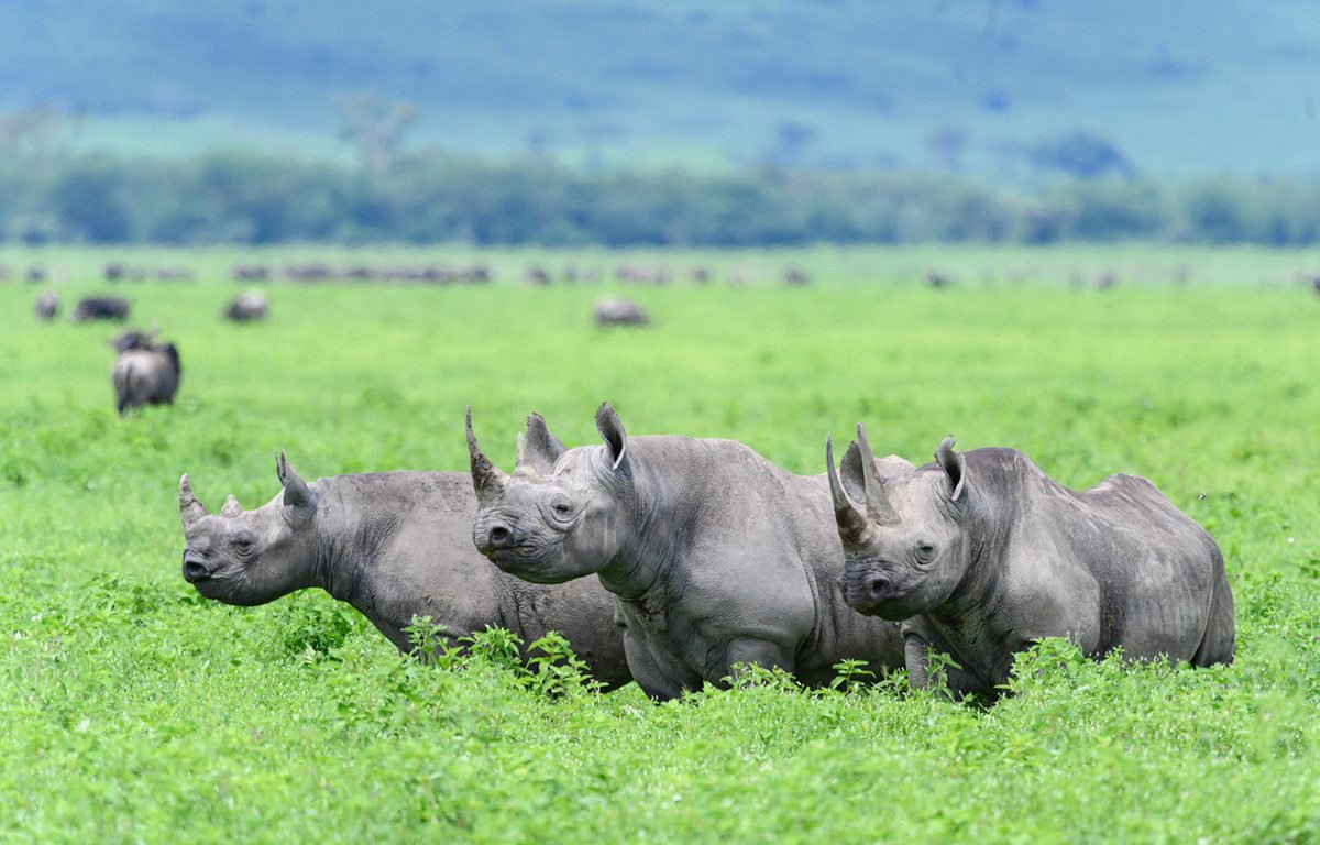 Tanzania Safari Tours For Couples With Different Budgets: Complete Planning