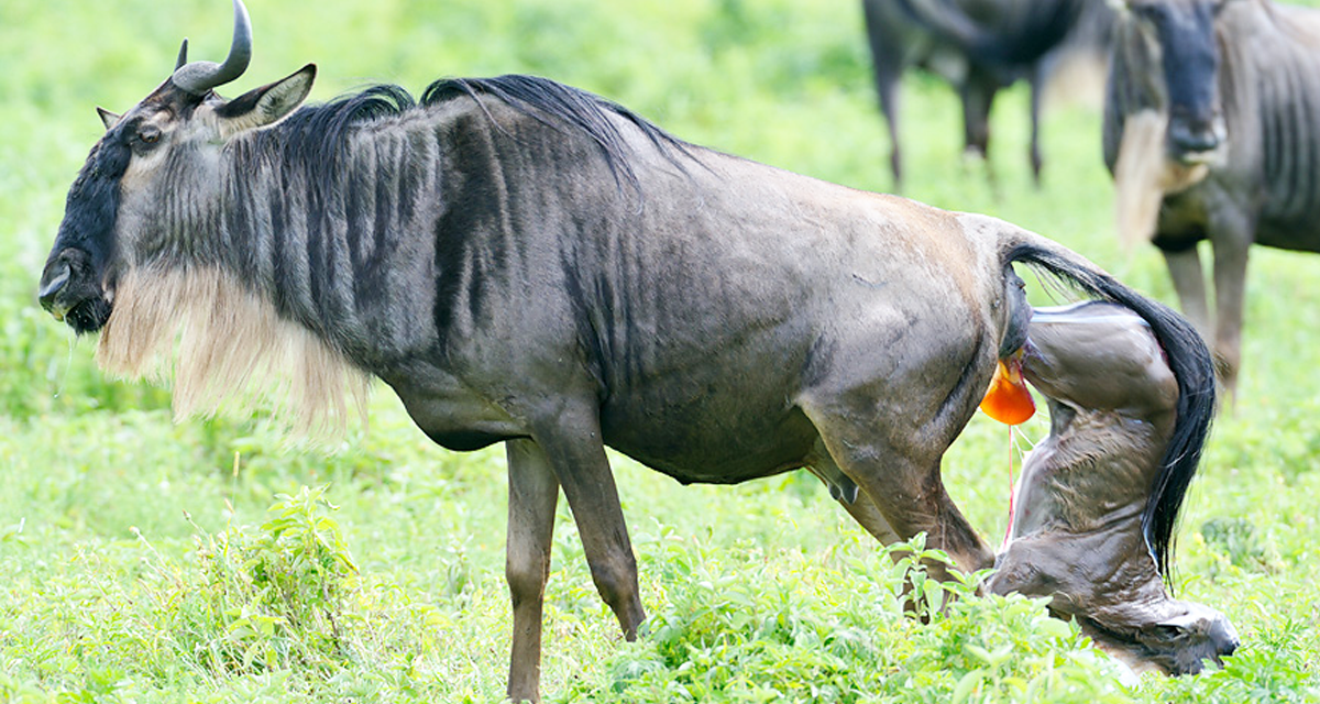 Tanzania Safari Tours With All Park Fees Included In The Price 2026-2027