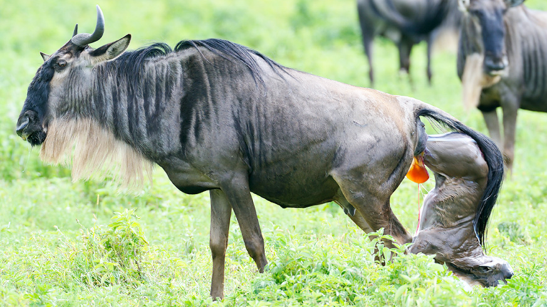 Tanzania Safari Tours with All Park Fees Included in the Price
