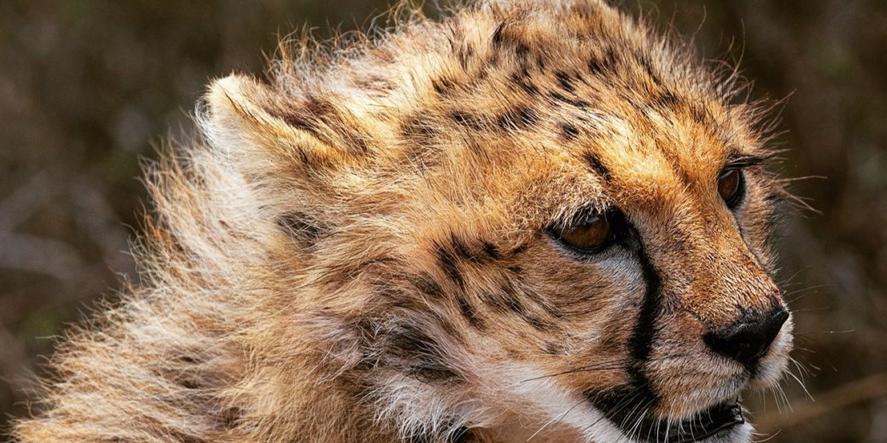 Can I Book A Tanzania Safari Without Paying The Full Amount Upfront? Your